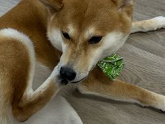 -柴迷FANS CLUB·柴犬狗咖·猫咖