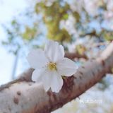 🌸