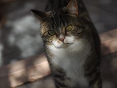 -喵屿·大理花园猫咖