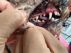 -宠福鑫康馨动物医院·骨科·眼科