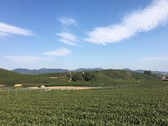 -龙坞茶村
