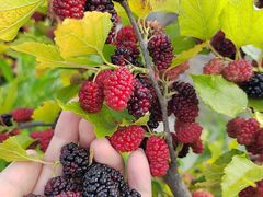 -清风小镇闯关东影视基地