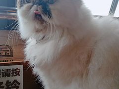 -喵园·猫主题咖啡厅·撸猫·猫咖(国贸店)