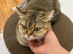 -COLOR PETS 撸猫馆·购猫·猫咖(长风大悦城店)