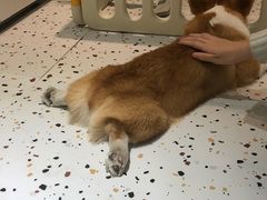 -米宠家·撸猫猫咖·专业洗猫·猫咪寄养(高新大都荟店)