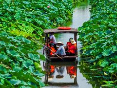 -荷塘月色湿地公园·向阳花洲