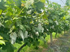 -马陆小张葡萄园农家乐