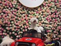 -百好乐宠物友好餐厅(朝外大街店)