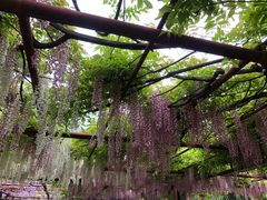-嘉定紫藤园