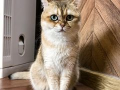 -MOCHA明星猫咖(田子坊店)
