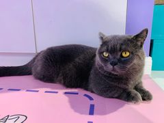 -三花喵·撸猫购宠·宠物生活馆(虹桥南丰城店)