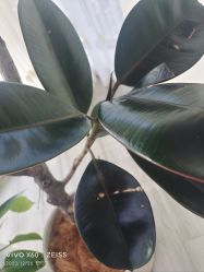 -HEYAN荷妍专业脱毛连锁机构