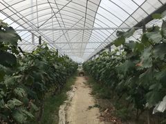 -马陆小张葡萄园农家乐