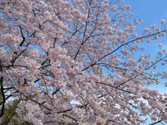 -顾村公园