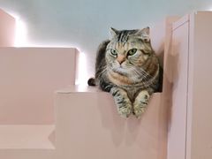 -猫儿山۰猫主题餐厅