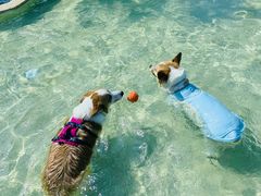 -爪吧宠物乐园 (温榆河示范区店)