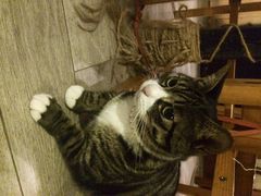 iphone_upload_pic-海边的猫和咖啡馆