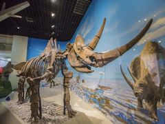 -国家自然博物馆