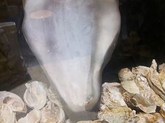 -蚝抵食·湛江生蚝(湾北路店)