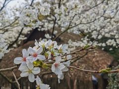 -中国茶叶博物馆(双峰馆区)