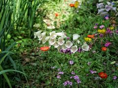 -上海共青森林公园