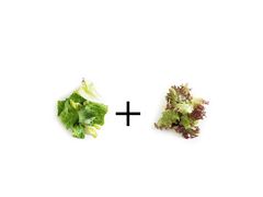 精选组合生菜-轻净Clean&Pure(车公庙安徽大厦店)