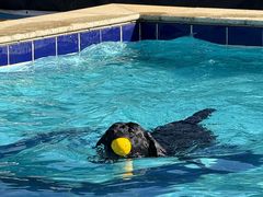 -趣玩宠物乐园寄养训犬训狗游泳池