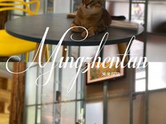 -喵屿·大理花园猫咖