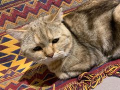 -喵屿·大理花园猫咖