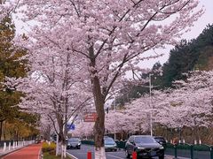 -千岛湖天屿景区