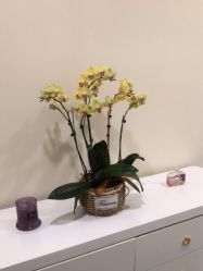 -海涛医疗美容·面部抗衰·注射美鼻