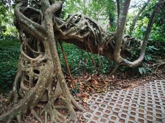 -中国科学院西双版纳热带植物园
