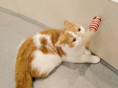 -飞行喵MR PILOT|猫舍·猫咖(静安大融城店)