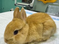 -雨林宠物医院 非犬猫异宠专科