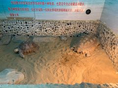 -上海大自然野生昆虫馆(东方明珠·爬宠昆虫探索中心)