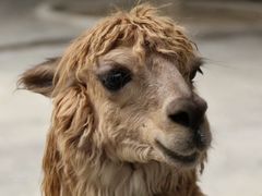 -杭州野生动物世界