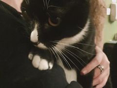 -猫猫幼稚园·撸猫·桌游·电玩