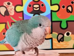 -吉丁鸟咖·异宠·寄养