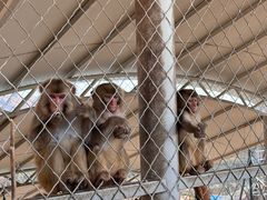 -西霞口神雕山野生动物世界
