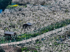 -树山生态村