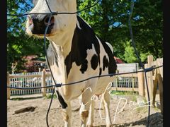 -神户市立六甲山牧场