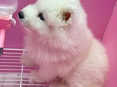 -翊宠yipet猫狗购宠庄园犬舍•猫舍