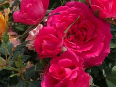 -人民公园(罗湖区)