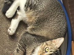 -凯特喵百思猫专科医院
