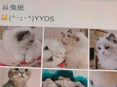 -猫咪派对(江南西店)