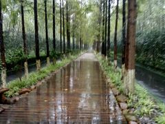 -合肥滨湖国家森林公园