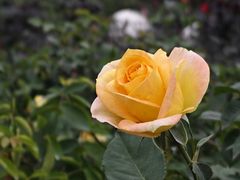 -香蜜公园