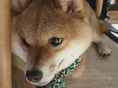 -逗柴咖啡屋·狗咖猫咖宠物桌游