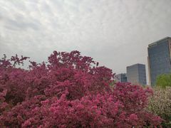 -海棠花溪(元大都城垣遗址公园)