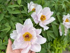 -洛阳市隋唐城遗址植物园